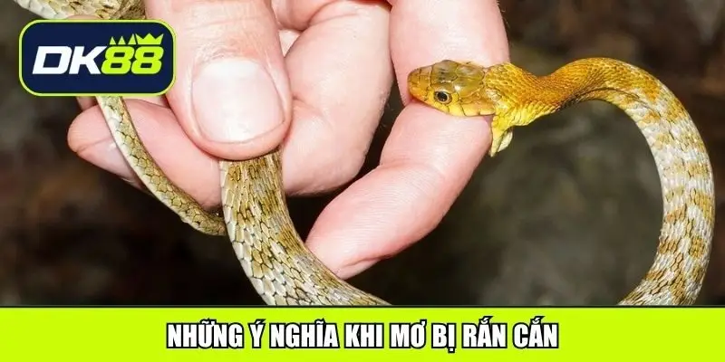 Những ý nghĩa khi mơ bị rắn cắn